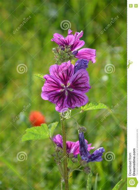 Wild Mauve Mallow Mallow Silvestris R Partially Finished Flowering