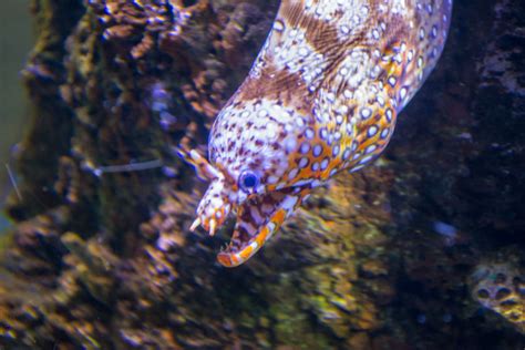 Dragon Moray Eel L Amazing Sex Change Our Breathing Planet