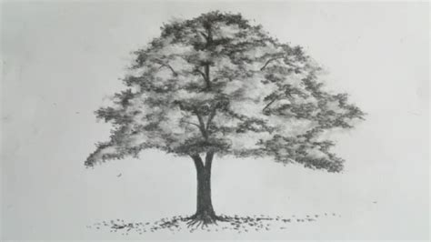 How to draw an easy tree art by aunt simple pencil drawing of a tree. Tree Drawing Easy - How To Draw a Tree with Pencil Sketch || Simple Tree Drawing - YouTube