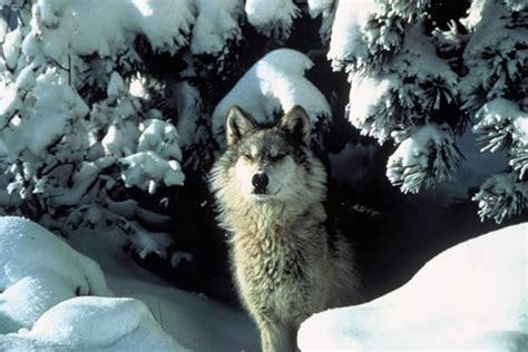 Keystone Species | Learn Science at Scitable