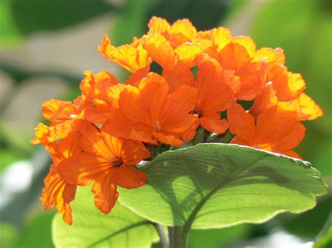 Attractive orange flowers are produced the year round and are profuse in the spring & summer. Cordia sebestena | Boraginaceae (forget-me-not family ...