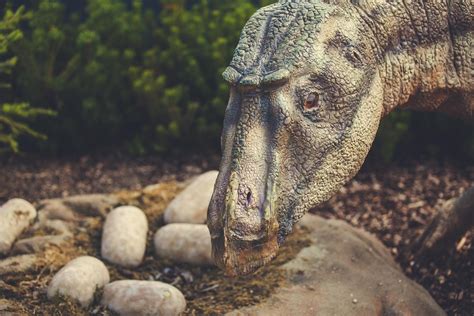 El macho deberá guiar a la hembra en la posición adecuada para que. ¿Cómo se REPRODUCÍAN y NACÍAN los DINOSAURIOS?
