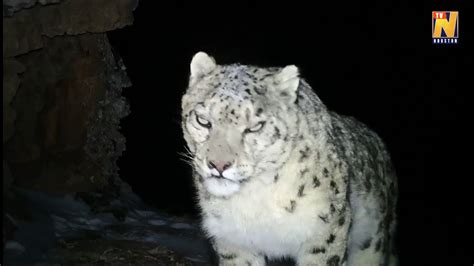 Roaring Snow Leopard Caught On Camera In Northwest China Youtube