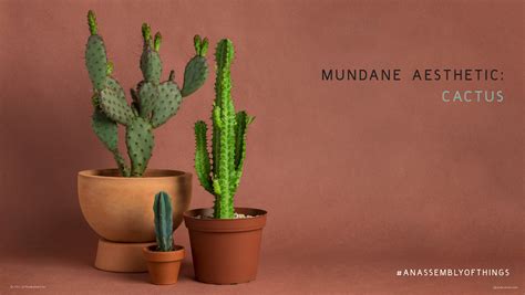 In this gallery cactus we have 43 free. Happy Mundane | Jonathan Lo » Mundane Aesthetic: Cactus