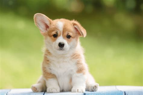 Shop the top 25 most popular 1 at the best prices! Best Quality Corgi Puppies for Sale In Singapore (June 2020)