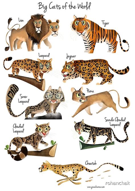 Browse our unique cat names list and get the ideas for naming your lovely kitten ! "Big cats of the World" by rohanchak | Redbubble