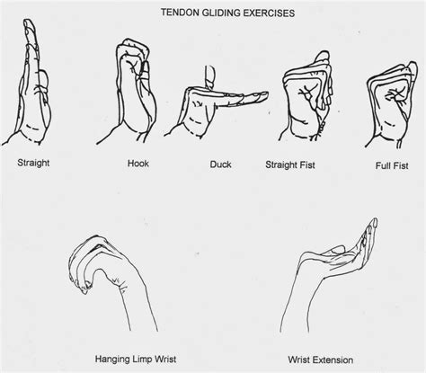 World Of Occupational Therapy Nerve And Tendon Gliding Exercise Hand
