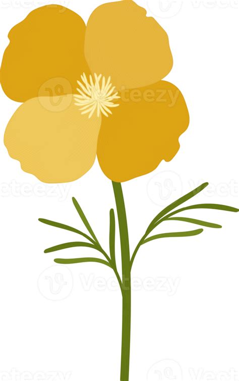 Yellow California Poppy Flower Hand Drawn Illustration 10173787 Png