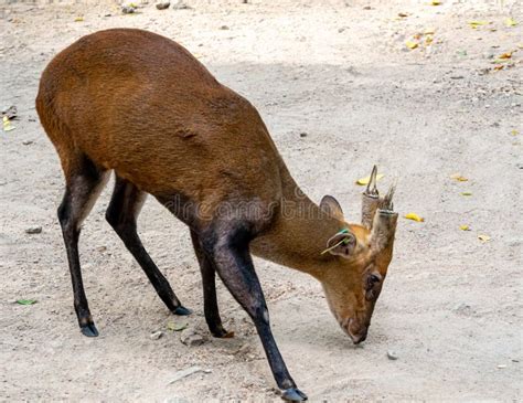 A Barking Deer On The Dry Ground Raised In The Zoo With A Tag On Ear