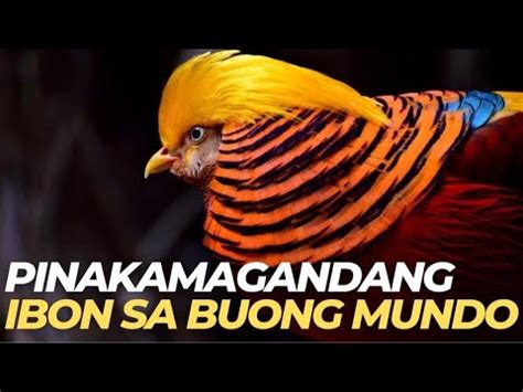 Pinakamagandang Ibon Sa Buong Mundo Kaalaman Echo Youtube