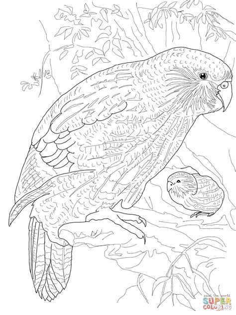 Parrot coloring pages for adults. Kakapo Parrot coloring page | Free Printable Coloring Pages