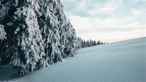 Download Wallpaper 1920x1080 Fir Trees Snow Winter Landscape Snowy