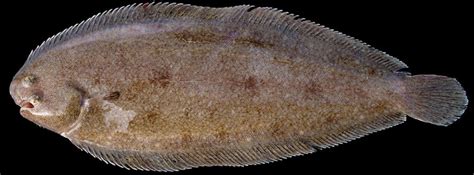 What Is Dover Sole Fishing For Sole Badangling