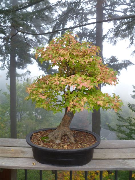 We did not find results for: Trident Maple - SOLD | Maple bonsai, Bonsai plants, Plants