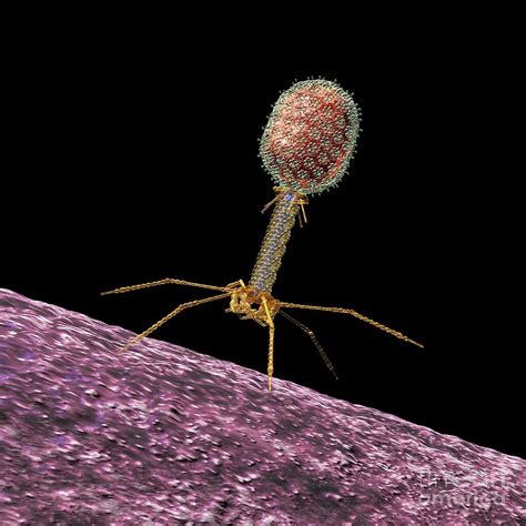 Bacteriophage T4 Artwork Photograph By Russell Kightley