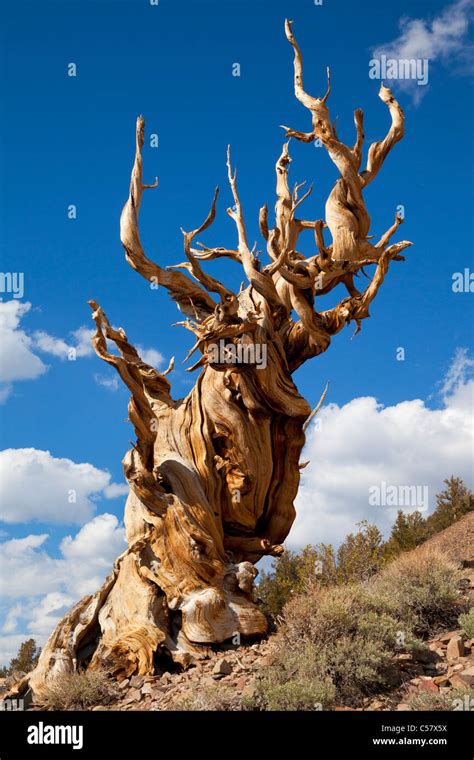 A Very Old Bristlecone Pine In The Ancient Bristlecone Pine Forest Inyo