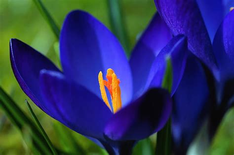 Royalty Free Photo Close Up Photo Of Blue Petaled Flower Pickpik
