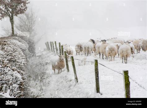A Flock Of Snow Covered Sheep During Snowy Conditions Stock Photo Alamy