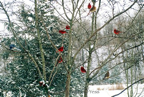 Gaggle Of Cardinals On Winter Tree Mother Daughter Press