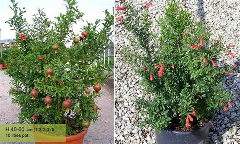 Punica Granatum Nana Dwarf Pomegranate Shrub Garden Plants Online