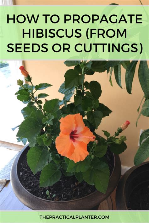 Can You Propagate Hibiscus In Water