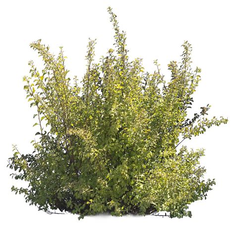 A Bush With Lots Of Green Leaves On It S Top And Bottom Branches Against A White Background