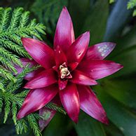 Aracely ochoa 28052 benigni ave 9518787437. Tropical plants | City of Vancouver