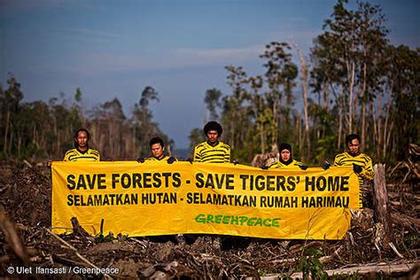 Karhutla Dalam Lima Tahun Terakhir Greenpeace Indonesia Greenpeace