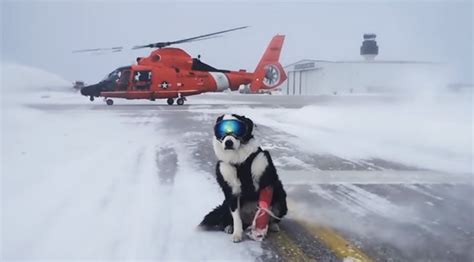 Meet K 9 Piper The Coolest Dog In The World