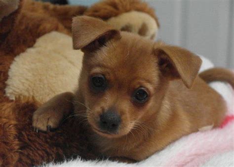 Harlee The Miniature Pinscher Chihuahua Mix Mix Breed Dog Photos