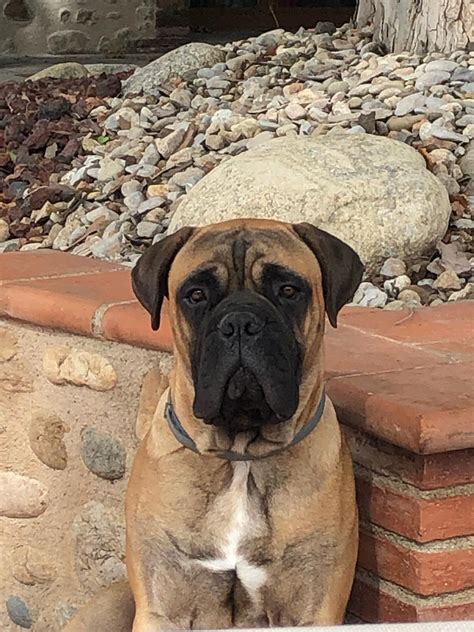 They Grow Up So Fast This Serious Looking 7 Months Old Bullmastiff