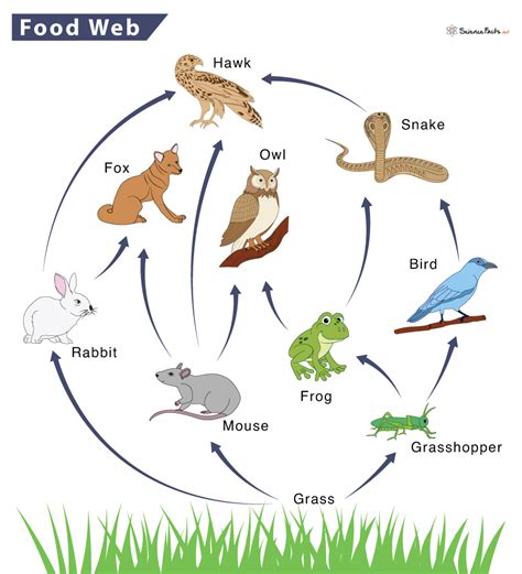 Food Web Definition Trophic Levels Types And Example