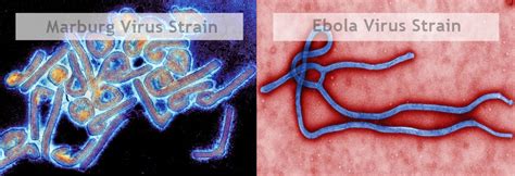 The marburg virus is relatively new on the scene. 21 Facts about the Deadly Ebola Virus - XEN life