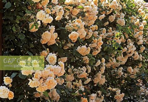 Цветы теплого абрикосово желтого цвета, махровые, крупные. Rosa 'Buff Beauty'... stock photo by S & O, Image: 0036421