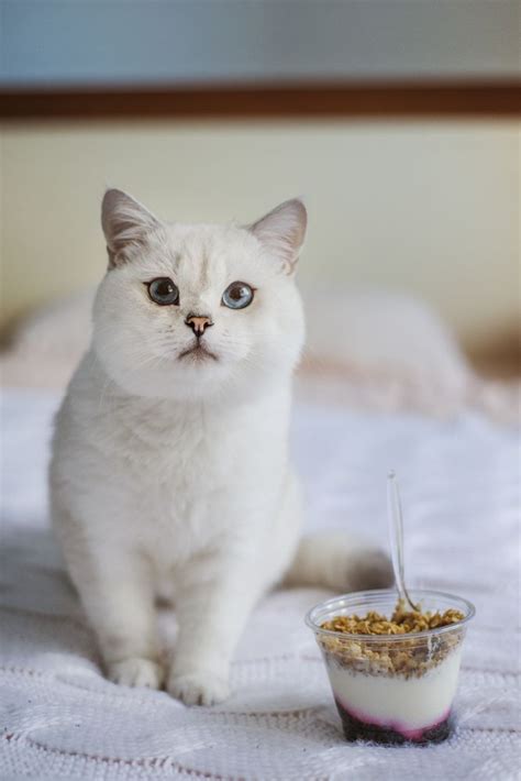 Yogurt can be given to a cat with a little precaution. Can Cats Eat Yogurt? | Cats, Baby cats, Cat work