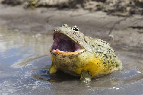The African Bullfrog Aka The Pixie Frog Is One Of 3 Known Species Of