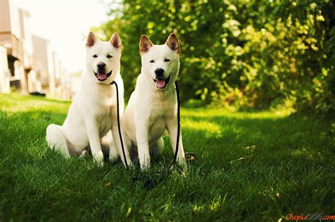 Two White Akita Inu Dog On The Grass Wallpapers And Images Wallpapers