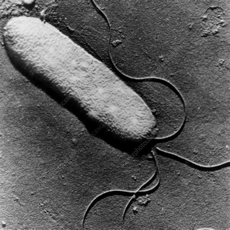 Tem Of Pseudomonas Syringae Bacterium Stock Image B2200171 Science