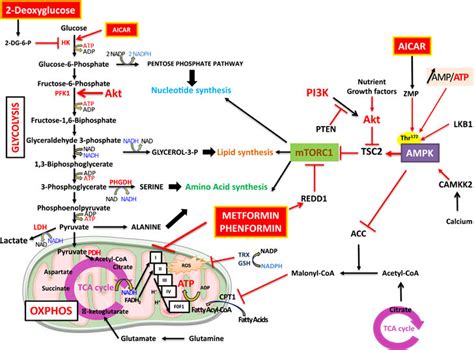 Welcome to dg2 free maps. Molecular and cellular mode of action of energy disruptors ...