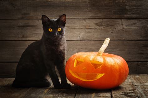 It's absolutely horrible, but it happens. HALLOWEEN IS UPON US, PROTECTING THE BLACK CAT - LOVE FERPLAST
