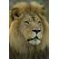 An African Lion Panthera Leo Krugeri Photograph By Joel Sartore