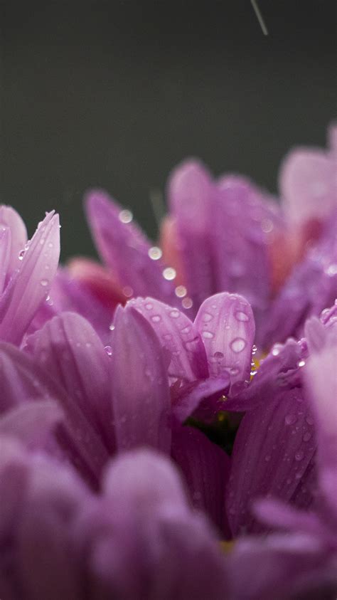 Apple Iphone Wallpaper Oc10 Flower Raindrop Red Spring