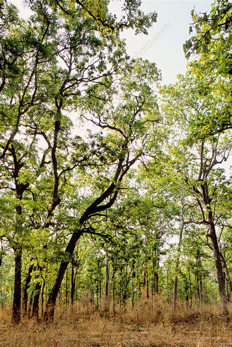 Dry Deciduous Forest Cambodia Stock Image F0313035 Science