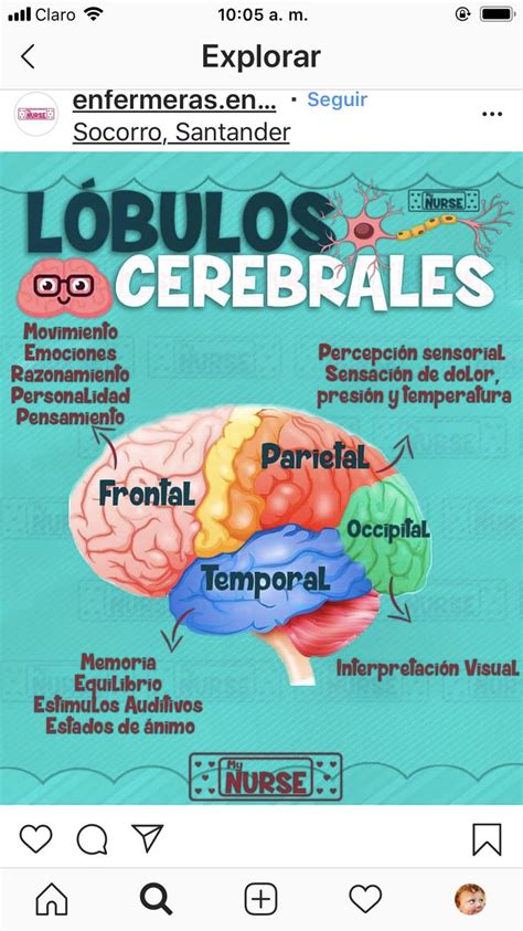 L Bulos Cerebrales Anatomia Y Fisiologia Anatomia Y Fisiologia