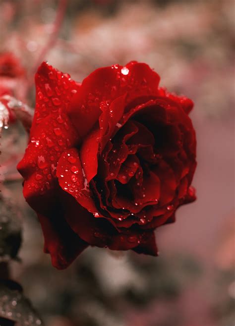 Here you can find the best red rose wallpapers uploaded by our community. Rose Wallpapers: Free HD Download 500+ HQ | Unsplash