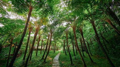 Fern Forest At Doi Inthanon National Park In Chiangmai Province