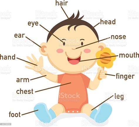 Illustration Of Vocabulary Part Of Body Stock Illustration Download