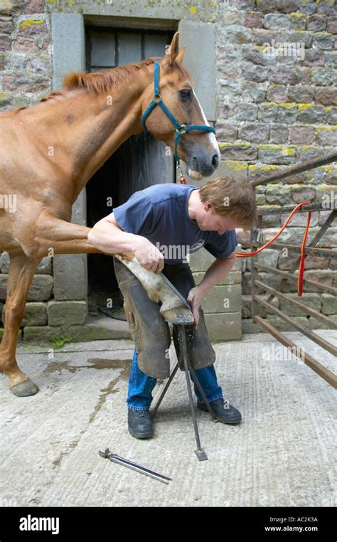 Farrier Shoeing A Horse On A Farm In Lancashire Stock Photo Alamy