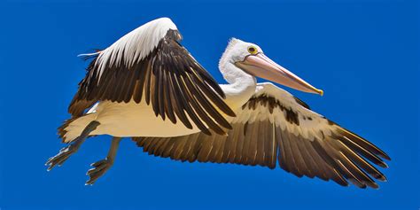 10 Amazing Facts About Pelicans Hummingbirds Plus