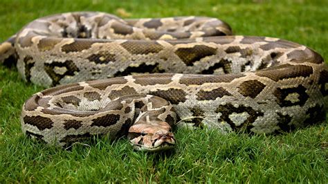 Indian Rock Python Facts Diet Habitat Roundglass Sustain